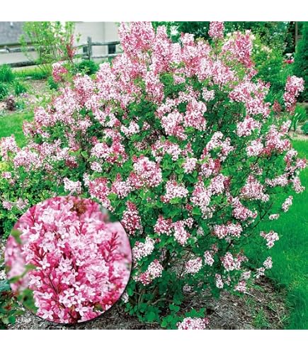 Amazon.co.jp: リラライラック苗木 薄紫の花 : DIY・工具・ガーデン